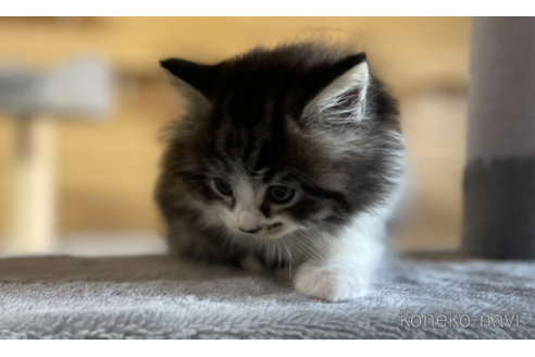 成約済の千葉県のサイベリアン-89266の2枚目